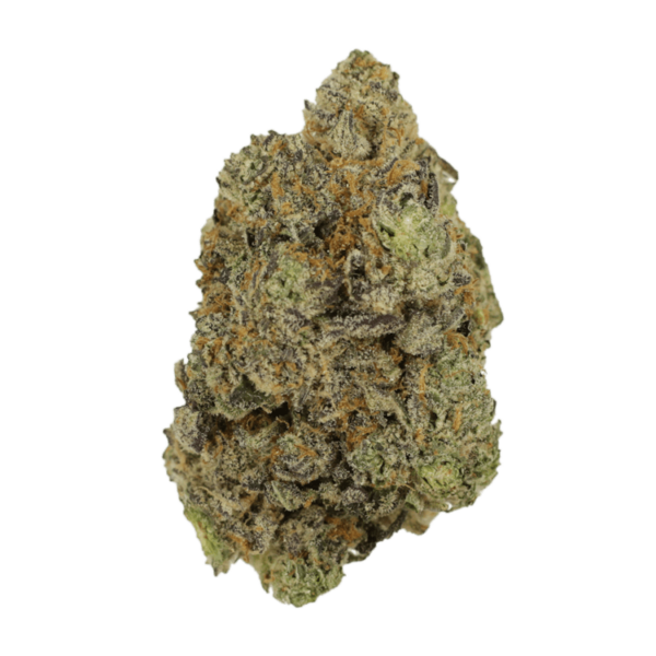 Hash Plant | Herbarium Canada