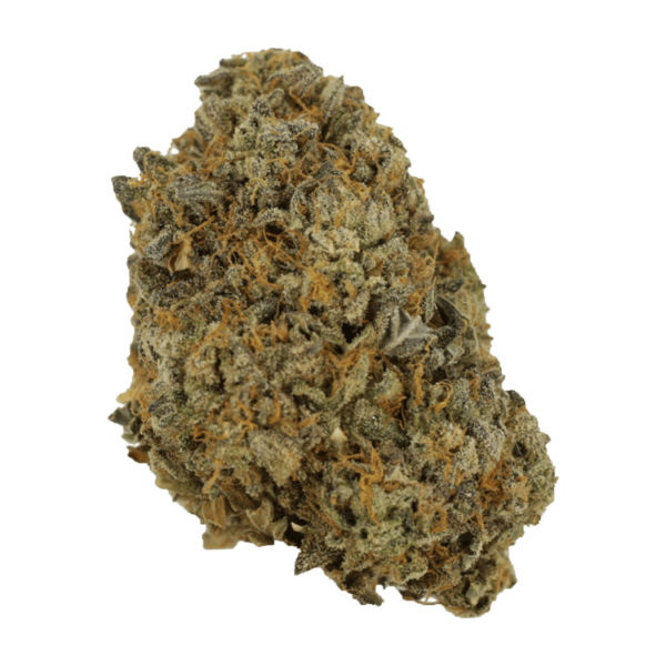 Sherb Quake | Herbarium Canada