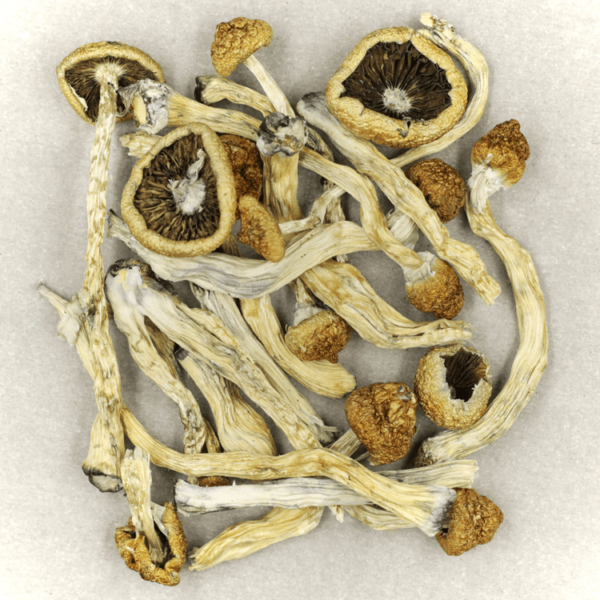 Texas Yellow Cap | Herbarium Canada