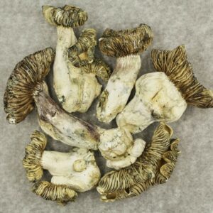 White Burma | Herbarium Canada