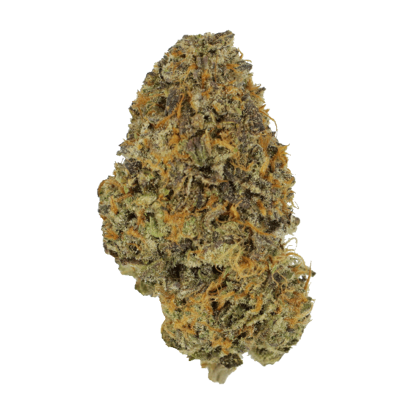 Blackberry Nightmare | Herbarium Canada