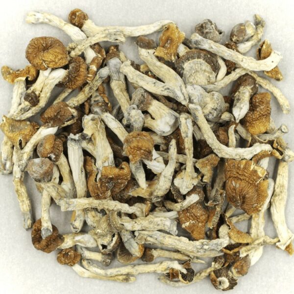 Florida White | Herbarium Canada