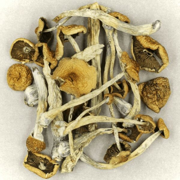 Psilocybe Cubensis Mexicana | Herbarium Canada