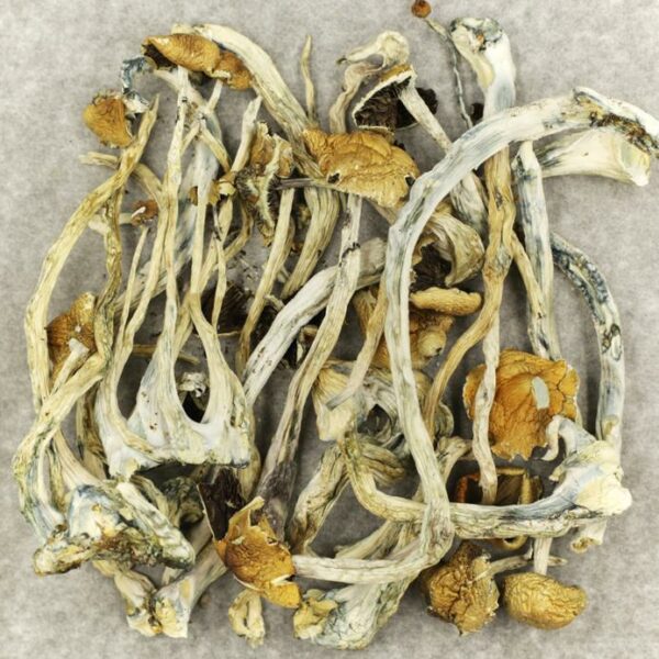 Amazonian Cubensis | Herbarium Canada