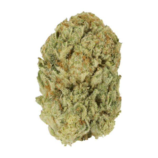 Trap Star | Herbarium Canada