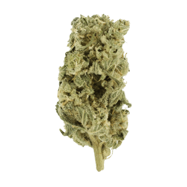 Champagne Kush | Herbarium Canada