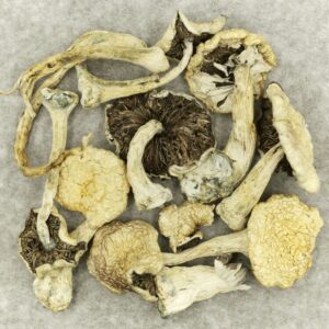 Leucistic Burma | Herbarium Canada